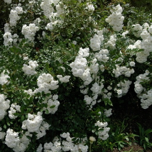 Snow white - ground cover rose